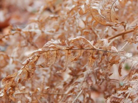 DSCN6951 Stock Photos