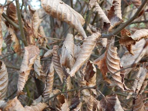 DSCN6975 Stock Photos