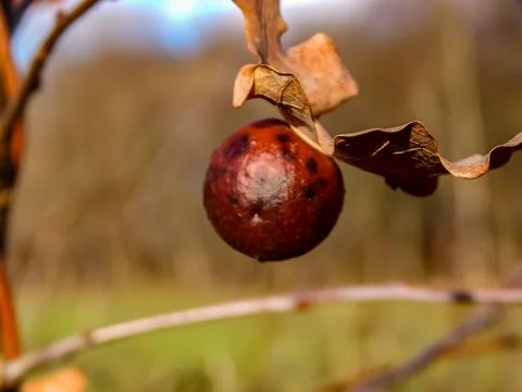 DSCN6984 Stock Photos