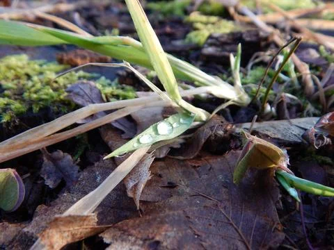 DSCN7006 Stock Photos