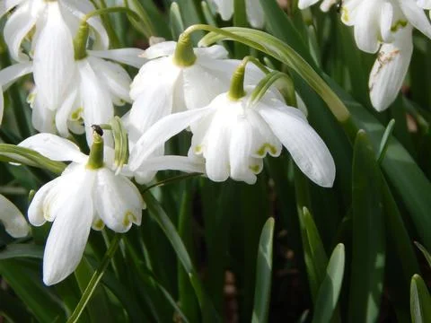 DSCN7175 Stock Photos