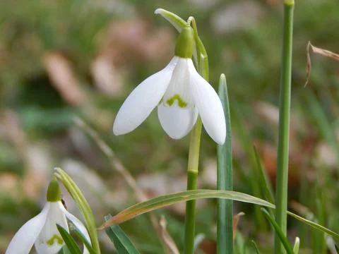 DSCN7182 Stock Photos