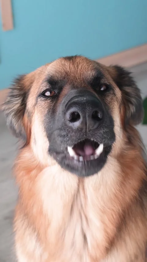 DSCshepherd dog with getting a bone shaped cookie Stock Footage 341192534