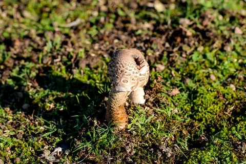 Dsdsdsdededede12 Foto stock