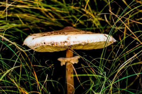 Dsdsdsdededede13 Stock Photos