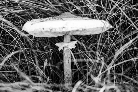 Dsdsdsdededede14 Stock Photos