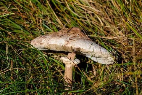 Dsdsdsdededede15 Stock Photos