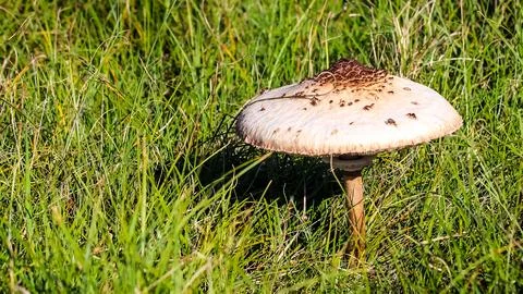 Dsdsdsdededede16 Stock Photos