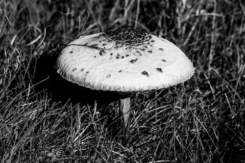 Dsdsdsdededede17 Stock Photos