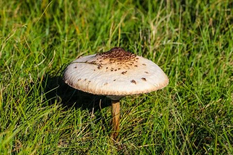 Dsdsdsdededede18 Stock Photos