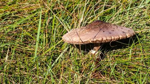 Dsdsdsdededede19 Stock Photos