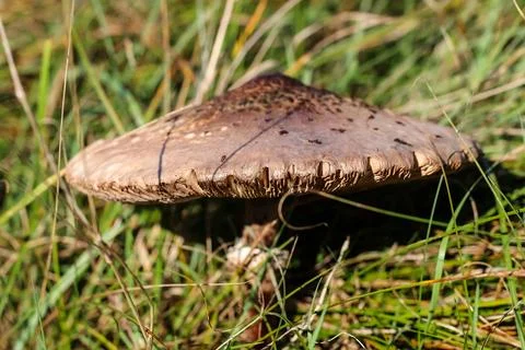 Dsdsdsdededede20 Stock Photos