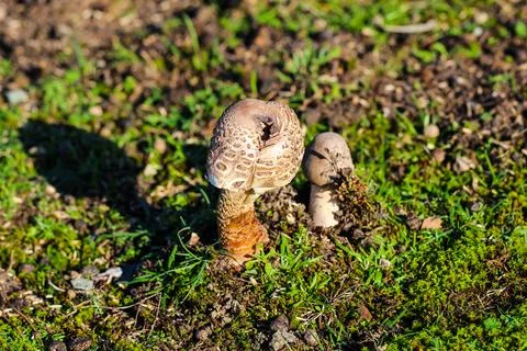 Dsdsdsdededede21 Foto stock