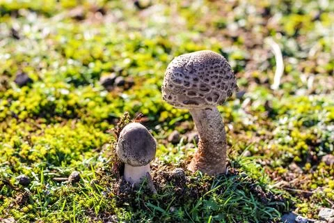 Dsdsdsdededede22 Stock Photos