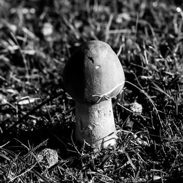 Dsdsdsdededede23 Stock Photos