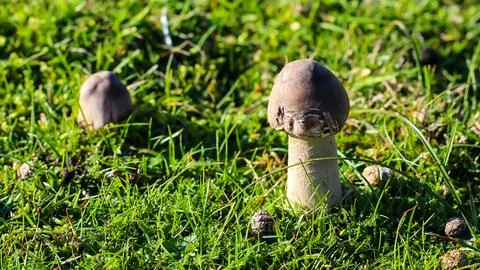 Dsdsdsdededede24 Stock Photos