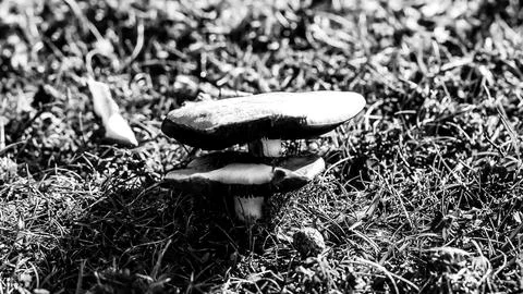 Dsdsdsdededede25 Stock Photos