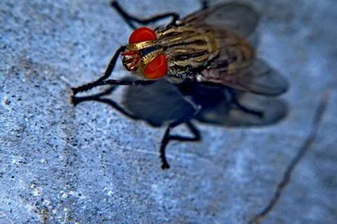  DSF3239 Stock Photos