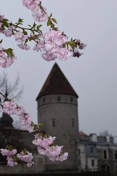 DSSoft pink cherry blossoms with blurred medieval tower background Stock Photos