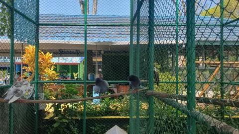 Dual bird in the cage Stock Photos