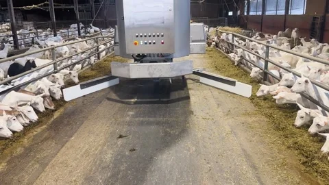 Dual Blade Automated Feeder Pushing Silage to Goats on Both Sides Stock Footage 337637444