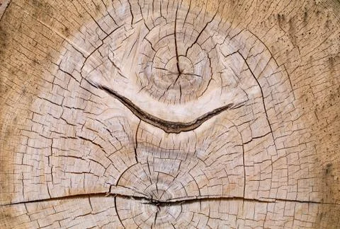 Dual core cross section of an old oak Stock Photos