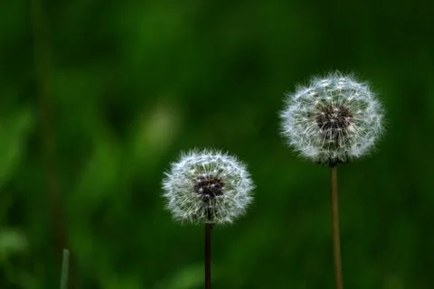 Dual Dandelions Stock Photos