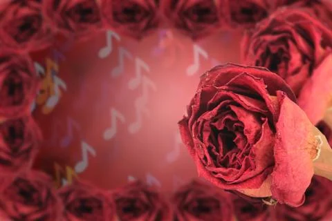 Dual dry red rose with frame on blur note bokeh Stock Photos