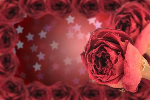 Dual dry red rose with frame on blur star bokeh Stock Photos