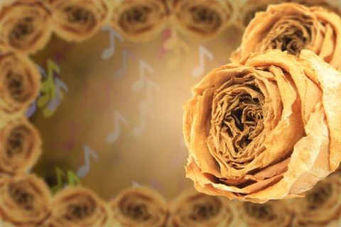 Dual dry white rose with frame on blur note bokeh Stock Photos