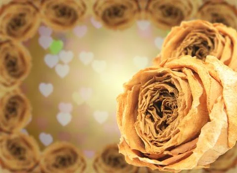 Dual dry white rose with frame on blur heart bokeh Stock Photos