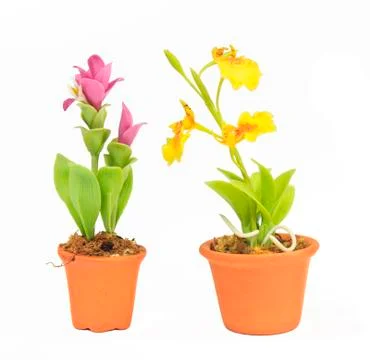 Dual flower in flowerpot Stock Photos