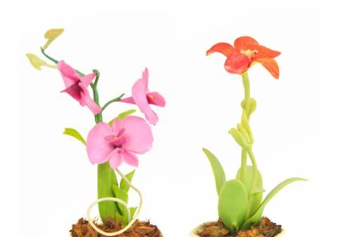 Dual flower on white Stock Photos