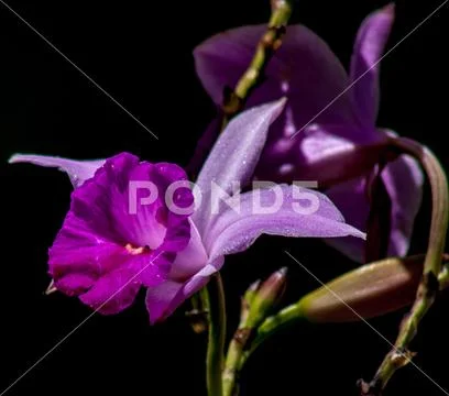 Dual flowers in various shades of purple over dark indistinct background Stock Photos