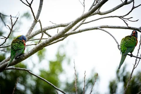 Dual Lorikeets on Branches Stock Photos