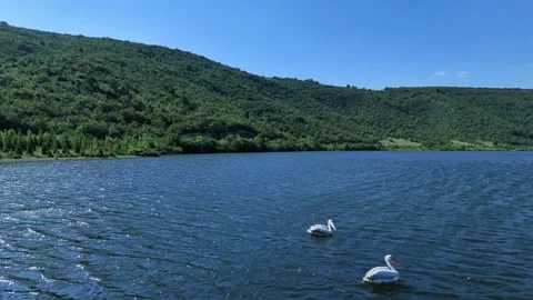 Dual Pelicans Stock Footage 314521913