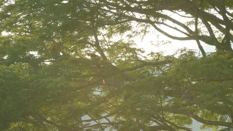 Dual shot of Macaw pair moving in a tree in the wild in early morning Stock-Footage 95608257