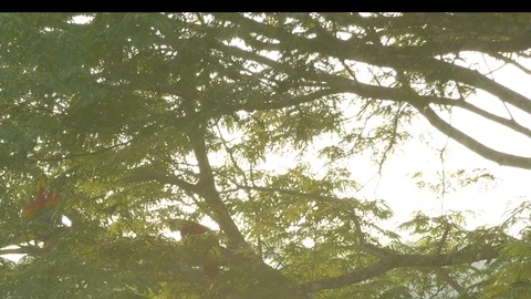 Dual shot of Macaw pair moving in a tree in the wild in early morning - 24fps Stock Footage 104122657
