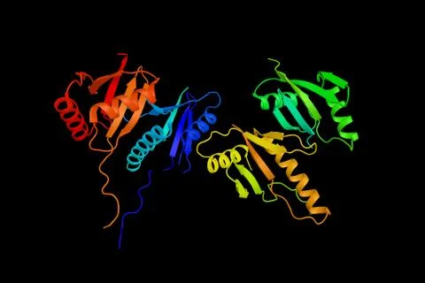 Dual specificity mitogen-activated protein kinase kinase 5, an enzyme invol.. Illustrazione stock