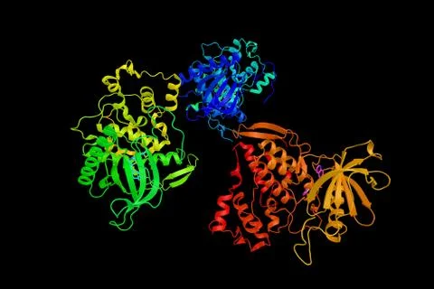 Dual specificity protein kinase CLK2, involved in the regulation of several.. Illustration