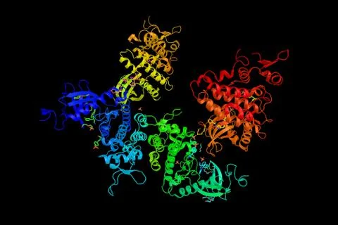 Dual specificity tyrosine-phosphorylation-regulated kinase 1A, an enzyme wh.. イラスト素材