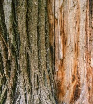 Dual texture of rough bark and bare wood on the trunk of a chestnut tree Stock Photos