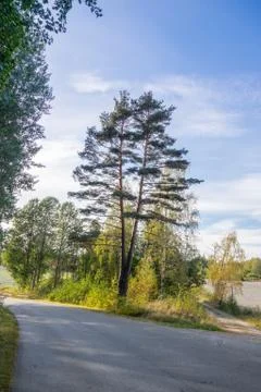 Dual trunk of a Scots pine Stock Photos