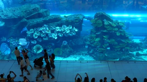Dubai acquarium Stock Footage 246223101
