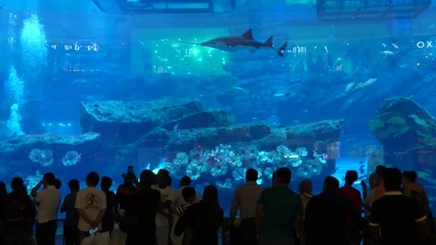 Dubai Aquarium Stock Footage 246212973