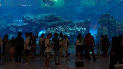 Dubai Aquarium Stock Footage 248348062