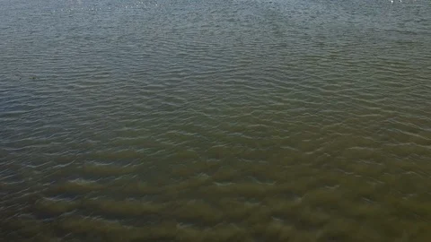 Dubai Creek flamingos drone footage tilt up from water to skyline Stock Footage