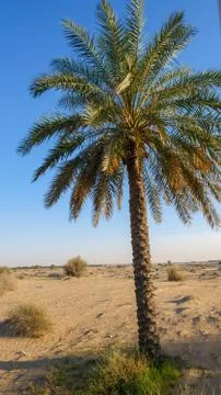 Dubai Desert Stock Photos