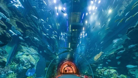 Dubai Mall Aquarium Stock Footage 81152069