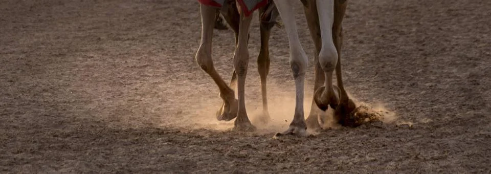 Dubai: Training auf der Kamelrennbahn. Jeden Tag werden wertvolle Kamele a... Stock Photos